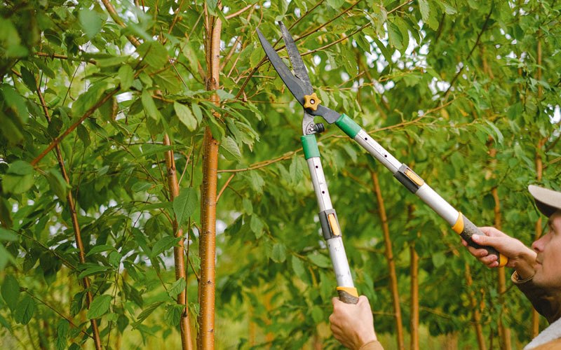 Tree trimming in Eddyville, KY